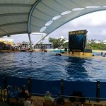 Orka Show